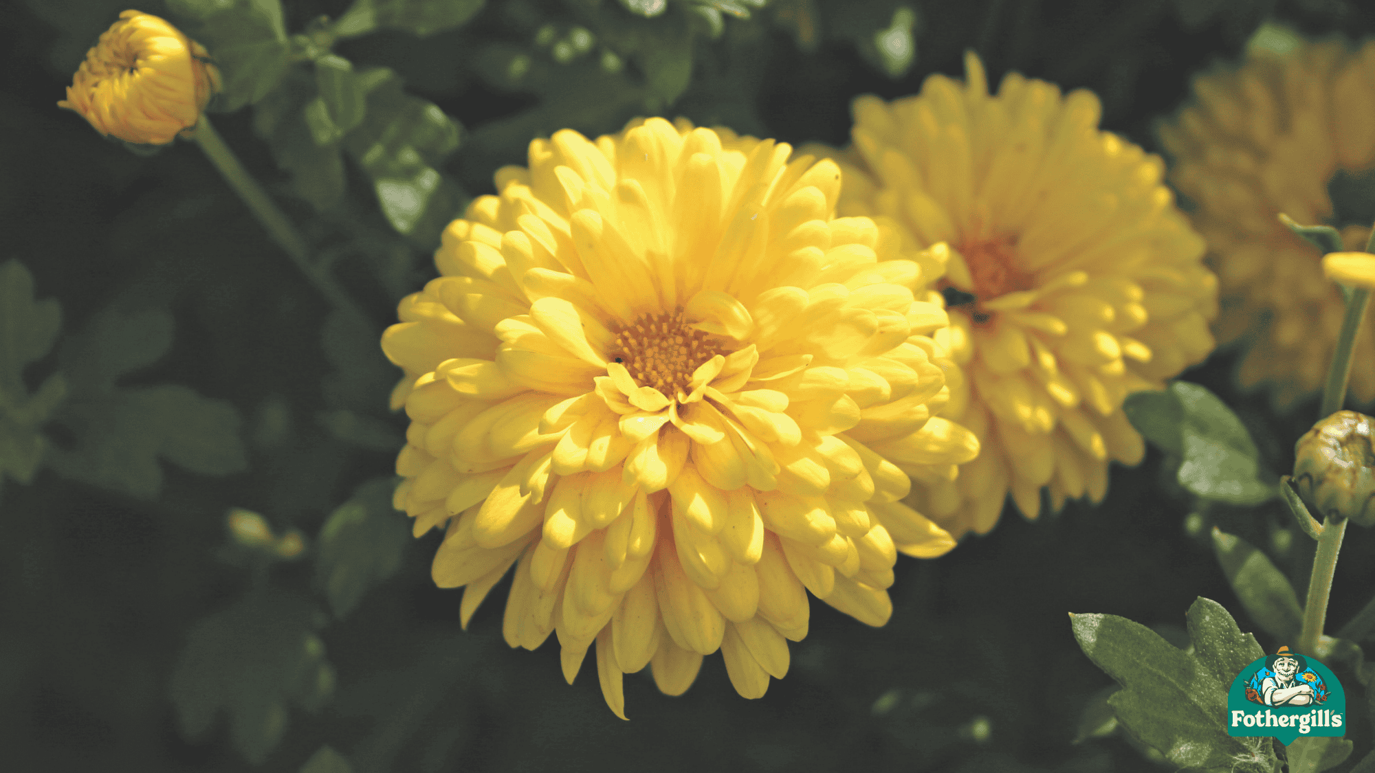 Win! A trio of summer garden collections from Mr Fothergill’s, worth £85!